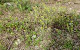 Alyssum turkestanicum разновидность desertorum. Цветущие растения. Казахстан, г. Астана, Алматинский р-н, парк им. Бауыржана Момышулы, сорное, на газоне. 26.04.2024.
