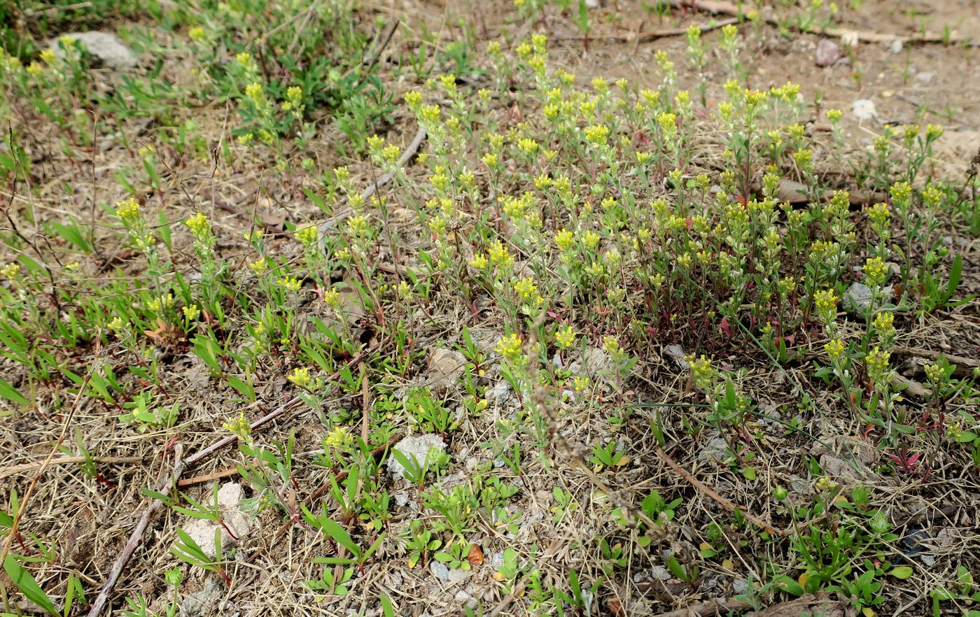 Image of Alyssum turkestanicum var. desertorum specimen.