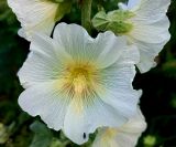 Alcea rugosa