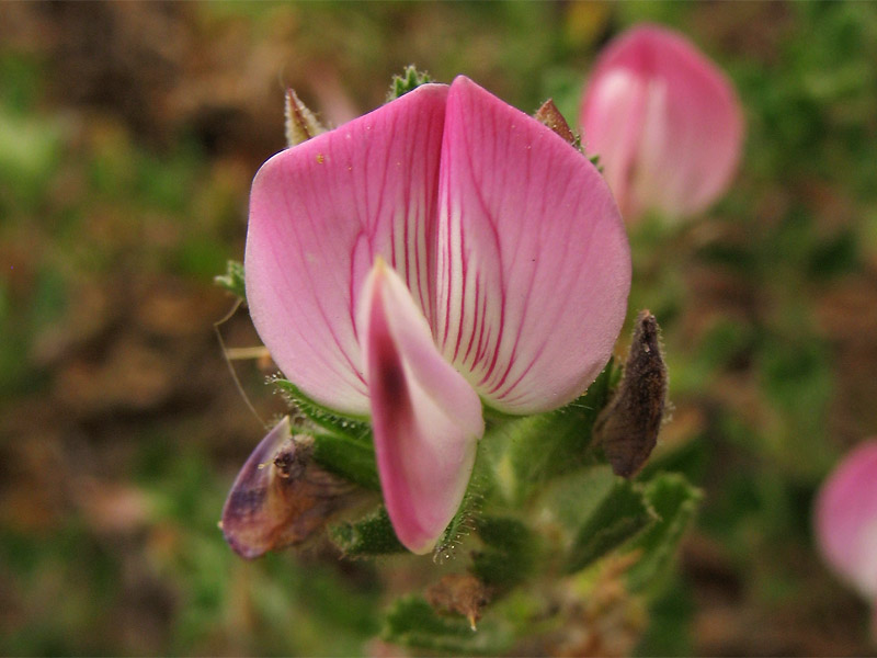 Image of Ononis repens specimen.