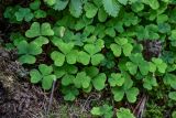 Oxalis acetosella