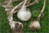 Allium sativum. Выкопанные луковицы с высохшими основаниями надземных стеблей. Московская обл., Раменский р-н, окр. дер. Хрипань, садовый участок. 14.08.2024.