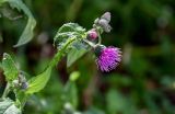 Carduus crispus