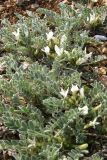 Astragalus rupifragus