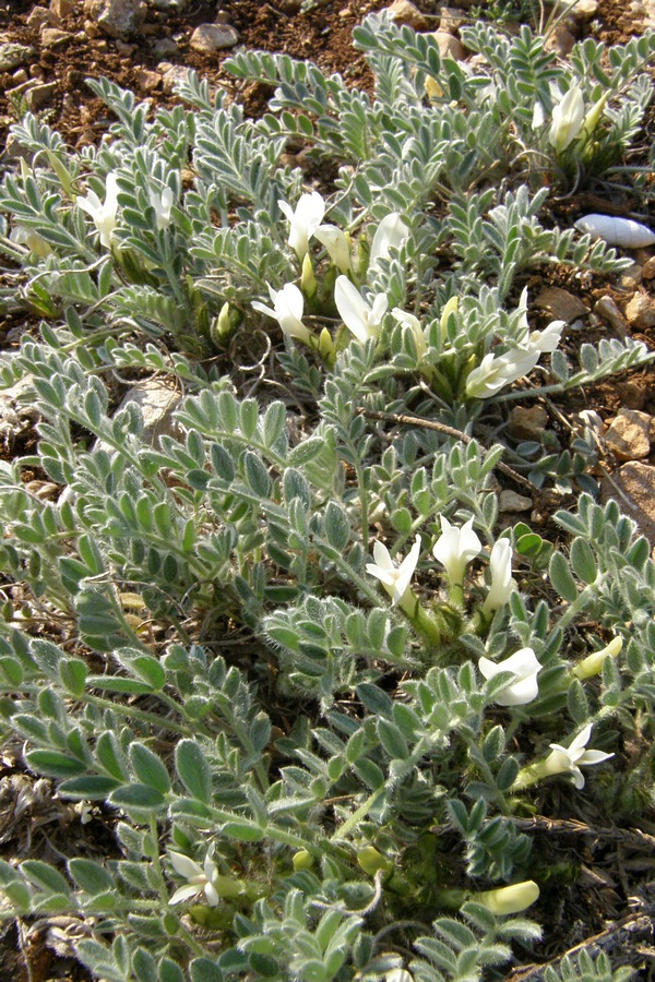 Изображение особи Astragalus rupifragus.