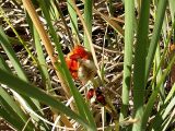 genus Iris. Плоды. Бурятия, полупустыня у Ю-З побережья оз. Гусиное. 12 августа 2005 г.