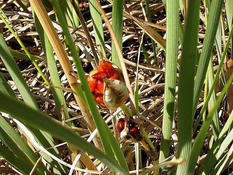 Image of genus Iris specimen.