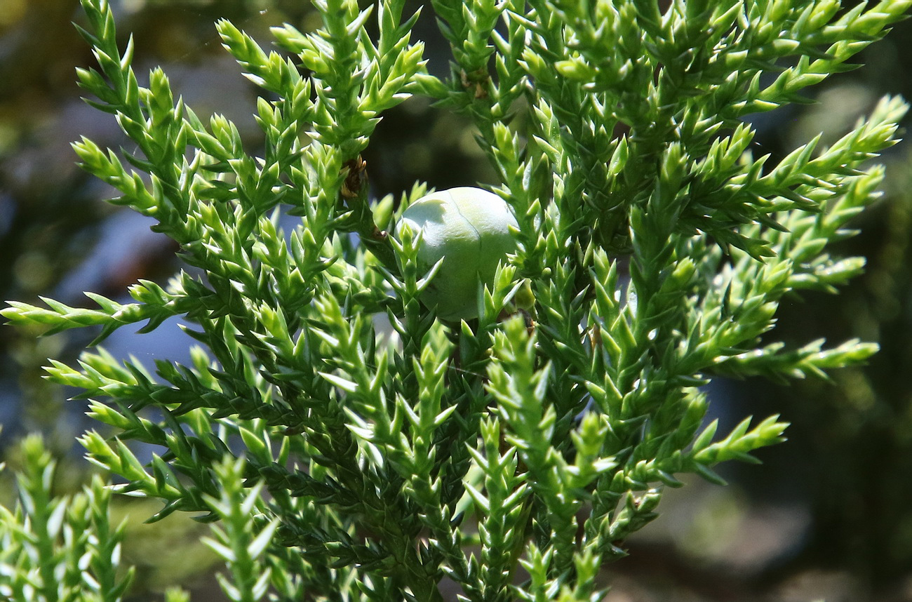 Изображение особи Juniperus foetidissima.