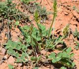 Astragalus megalomerus