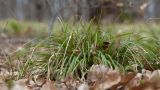 Carex digitata. Зацветающее растение. Краснодарский край, Крымский р-н, окр. станицы Неберджаевская, дубово-грабовый лес. 22.03.2025.