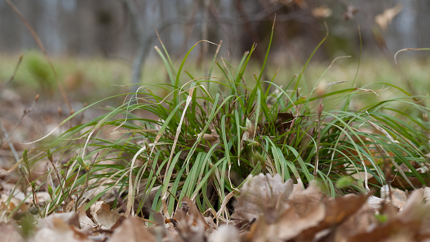 Изображение особи Carex digitata.