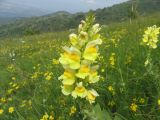 Linaria grandiflora
