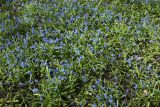 Scilla siberica
