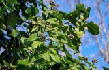 Hedera colchica