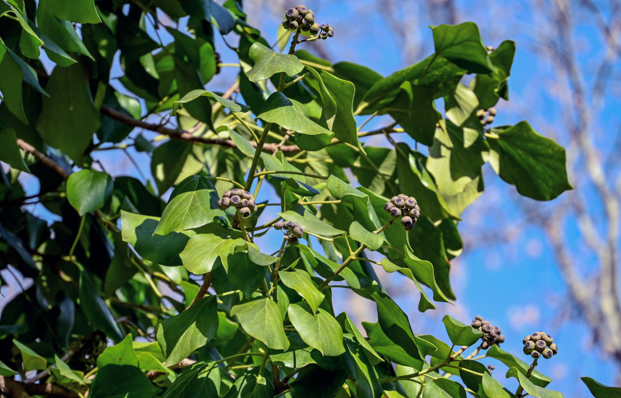 Изображение особи Hedera colchica.