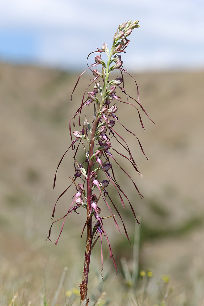 Image of Himantoglossum caprinum specimen.
