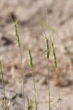 Aegilops triuncialis. Соцветия. Таджикистан, Хатлонская обл., р-н Джайхун, окр. с. Нижний Пяндж, пустыня Карадум, грядово-бугристые пески. 15 апреля 2025 г.