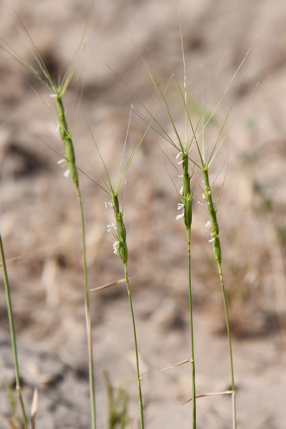 Image of Aegilops triuncialis specimen.