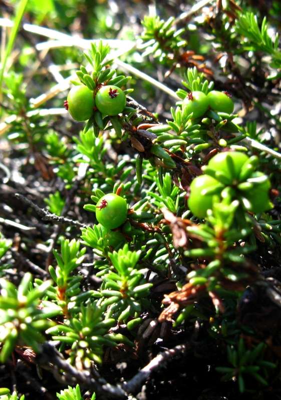 Image of genus Empetrum specimen.