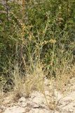 Linum humile