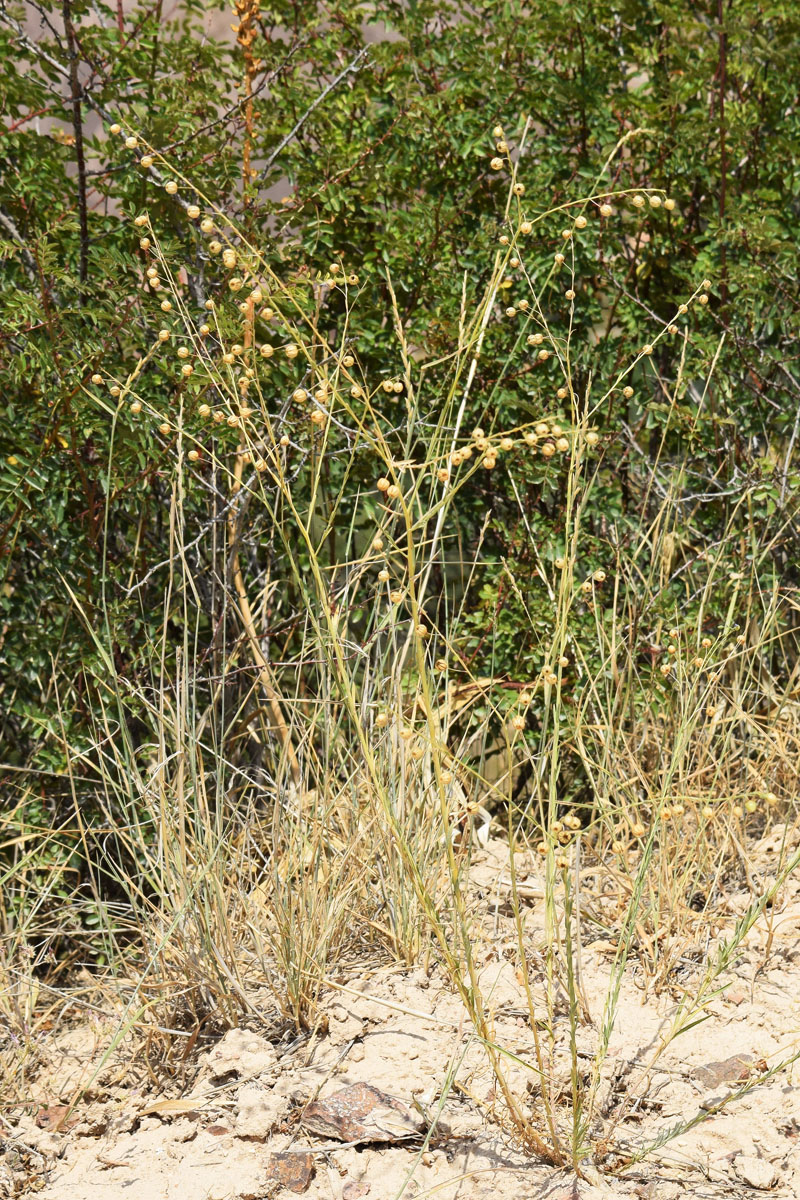 Image of Linum humile specimen.