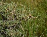 род Astragalus