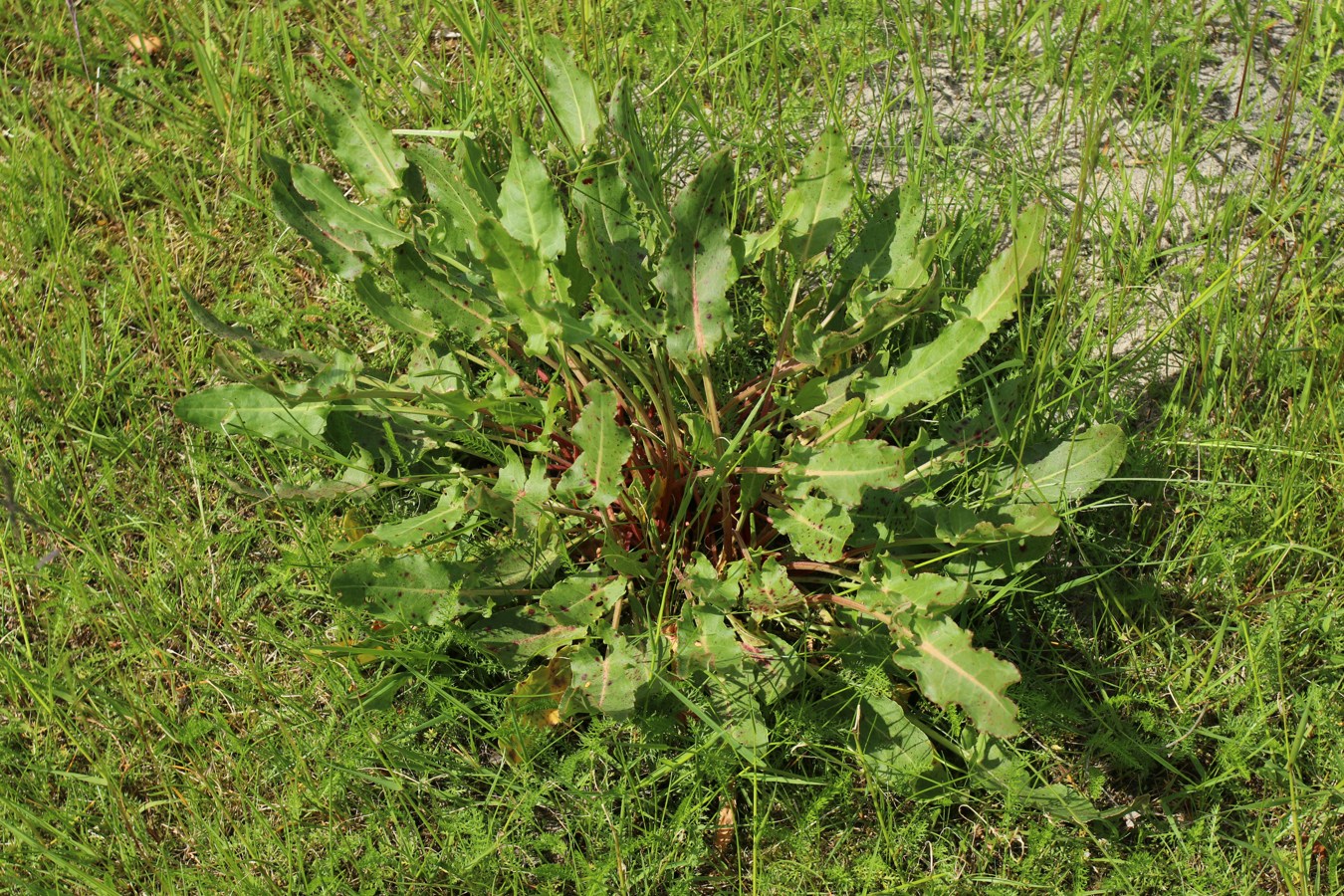 Image of genus Rumex specimen.