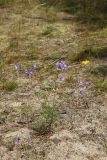 Campanula rotundifolia. Цветущее растение. Ленинградская обл., Кингисеппский р-н, окр. дер. Выбье, подножие старой дюны, лишайниково-зеленомошный сосняк, редина с частично обнажённым субстратом и доминированием Festuca и Racomitrium(?). 13.07.2025.