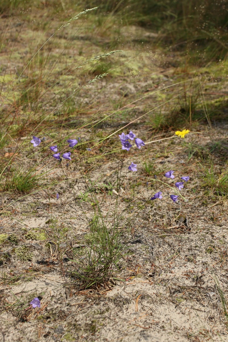 Изображение особи Campanula rotundifolia.
