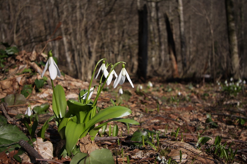 Image of Galanthus panjutinii specimen.