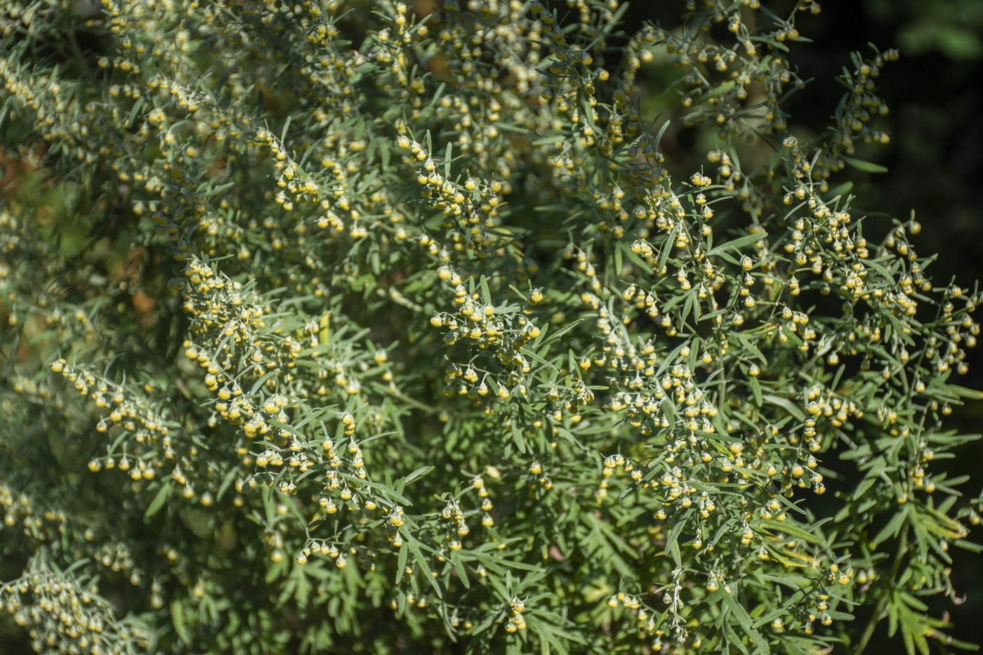 Изображение особи род Artemisia.