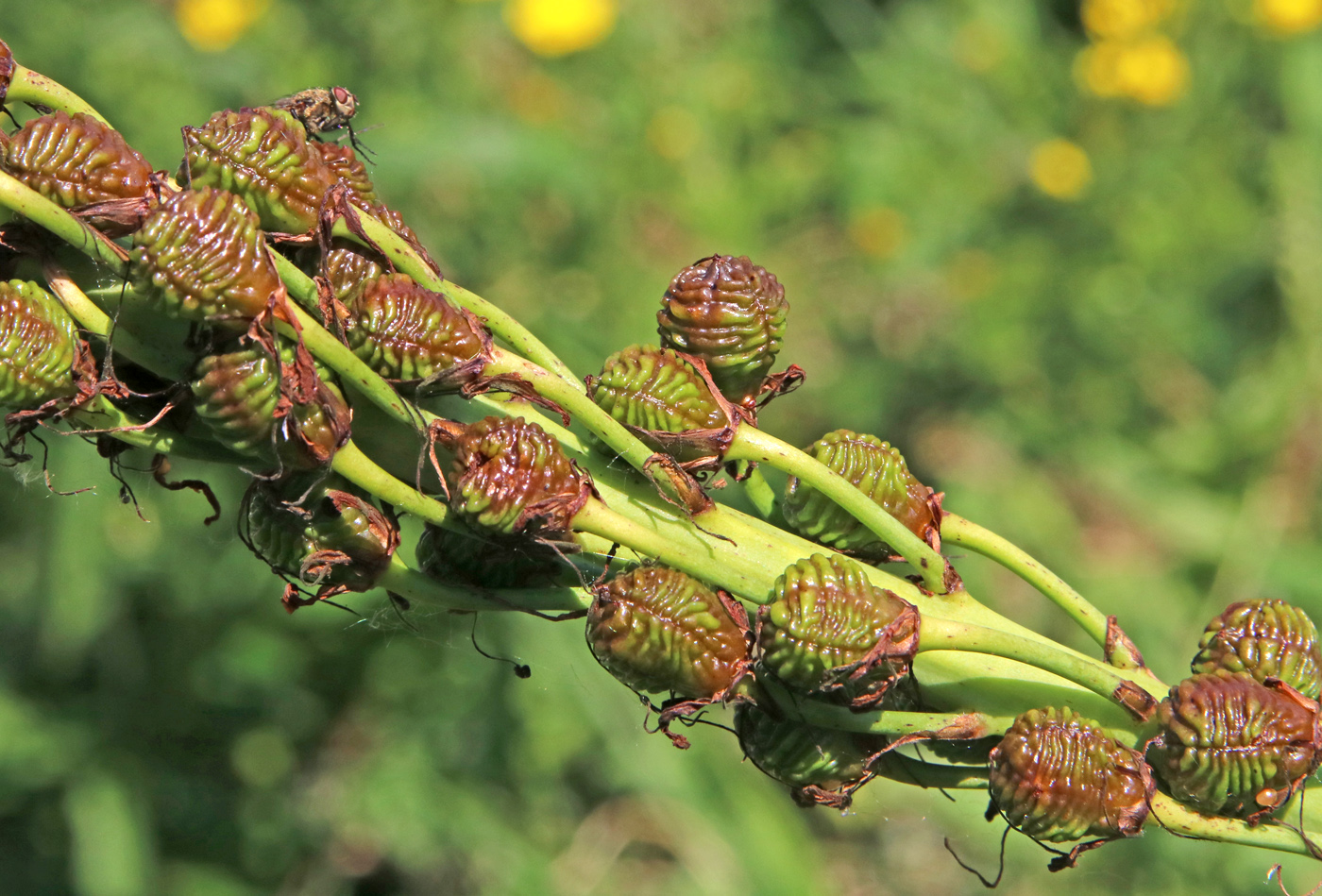 Изображение особи Eremurus spectabilis.