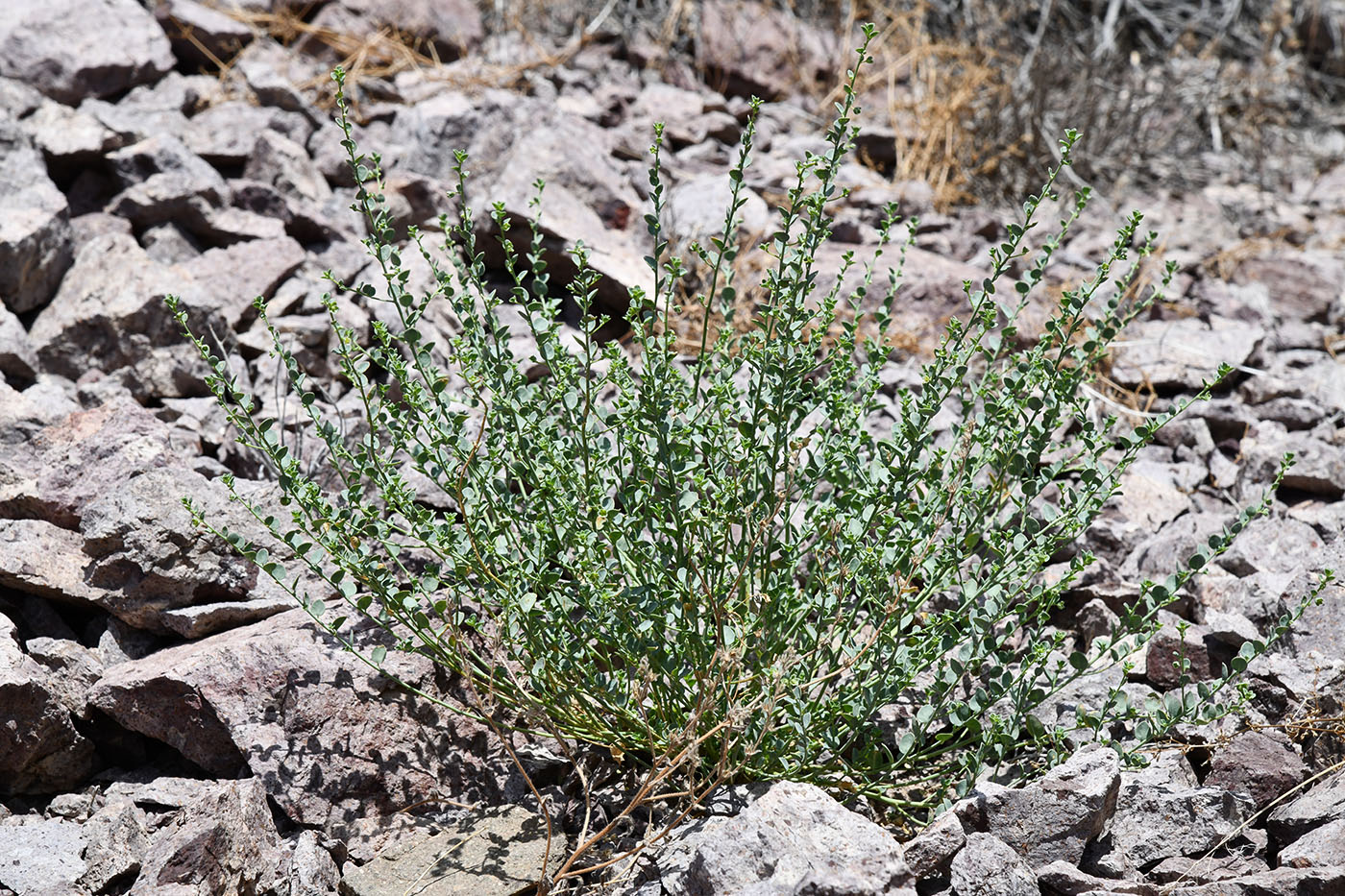 Изображение особи Andrachne rotundifolia.