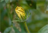 Rudbeckia hirta. Распускающееся соцветие-корзинка. Московская обл., Раменский р-н, окр. дер. Хрипань, садовый участок. 13.07.2025.