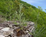 Potentilla recta. Бутонизирующие растения. Краснодарский край, м/о г. Новороссийск, гора Рябкова, ≈ 500 м н.у.м., скальное обнажение. 17.05.2015.