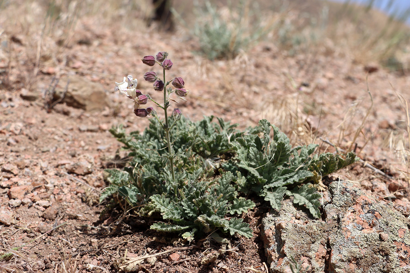 Изображение особи Salvia tianschanica.
