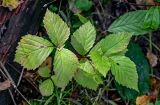 Rubus saxatilis. Вегетирующее растение. Московская обл., Чеховский р-н, окр. дер. Чепелёво, смешанный лес. 31.08.2025.