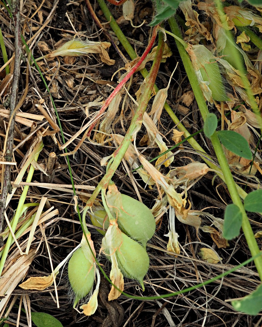 Image of Astragalus henningii specimen.