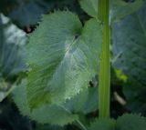 Tephroseris cladobotrys