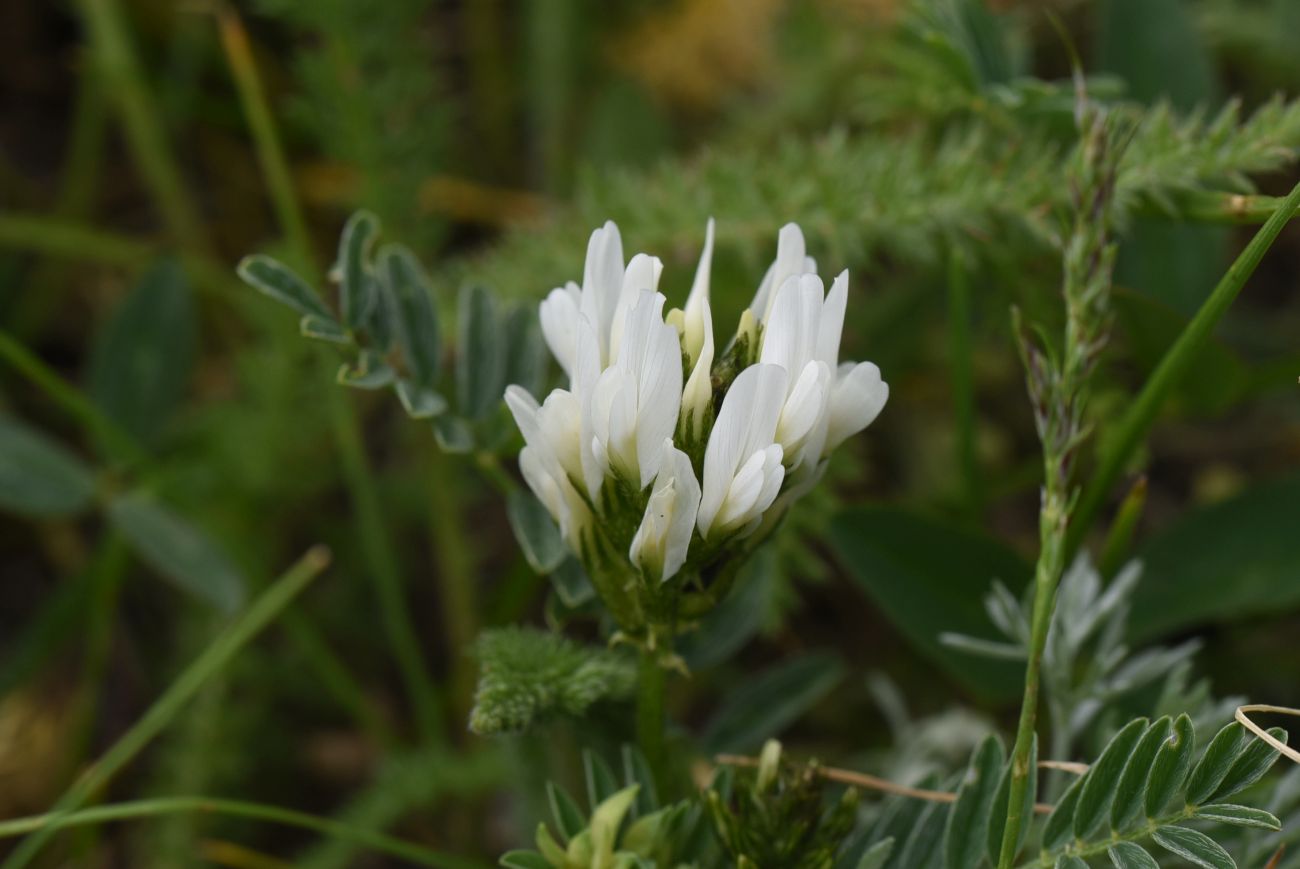 Image of genus Astragalus specimen.