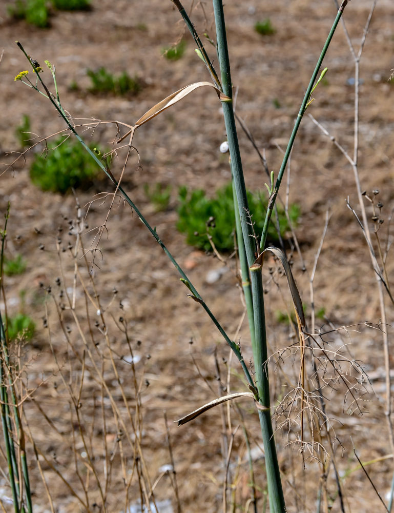 Изображение особи Foeniculum vulgare.