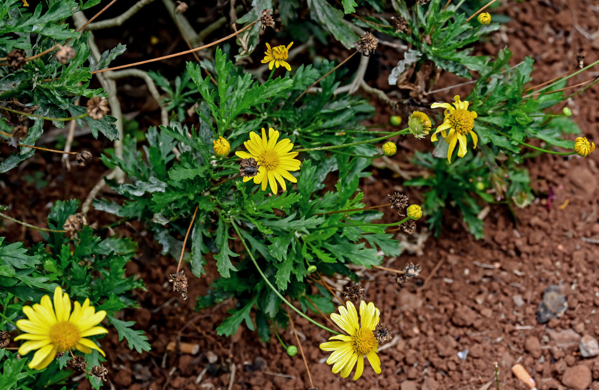 Изображение особи Euryops pectinatus.