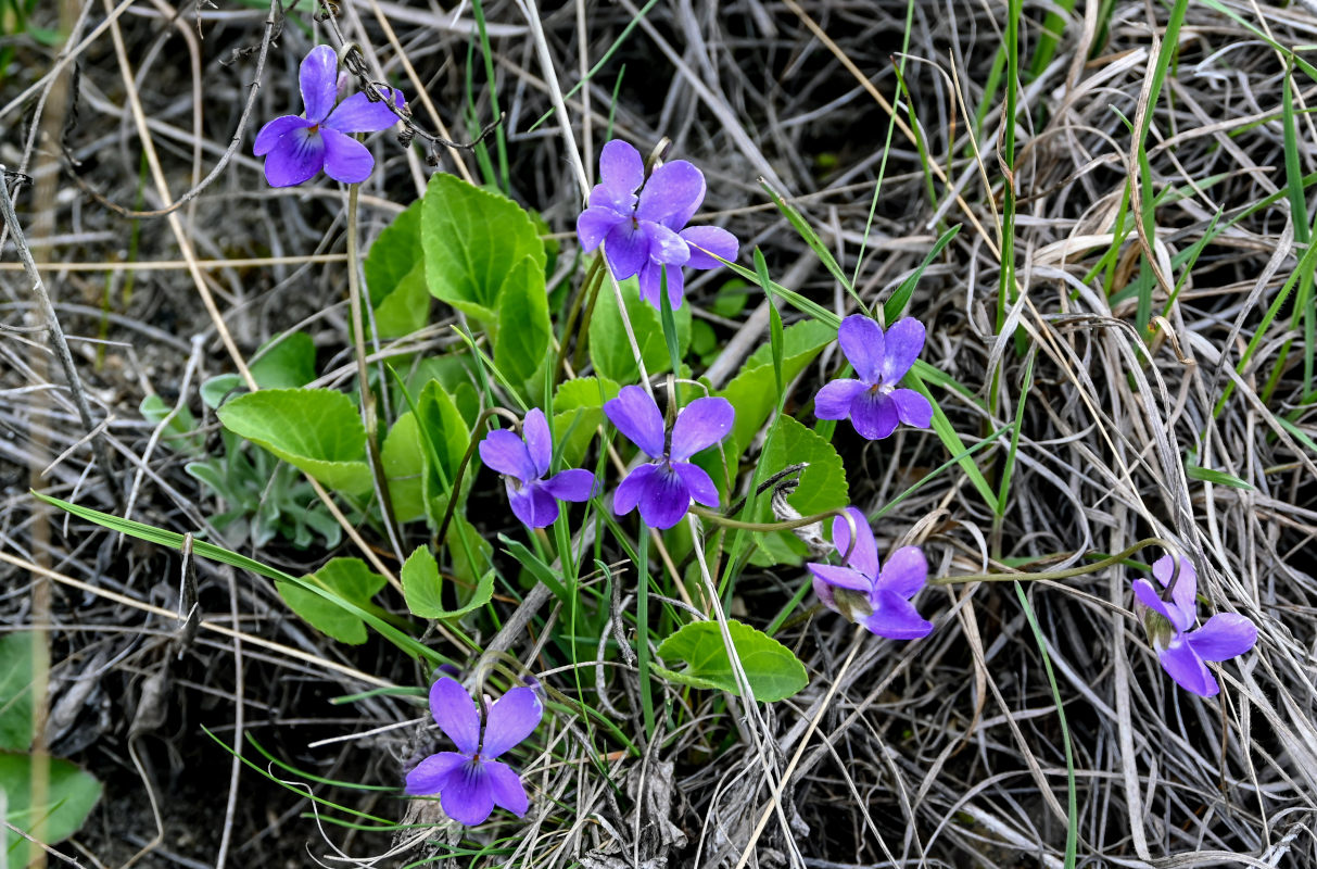 Image of Viola hirta specimen.