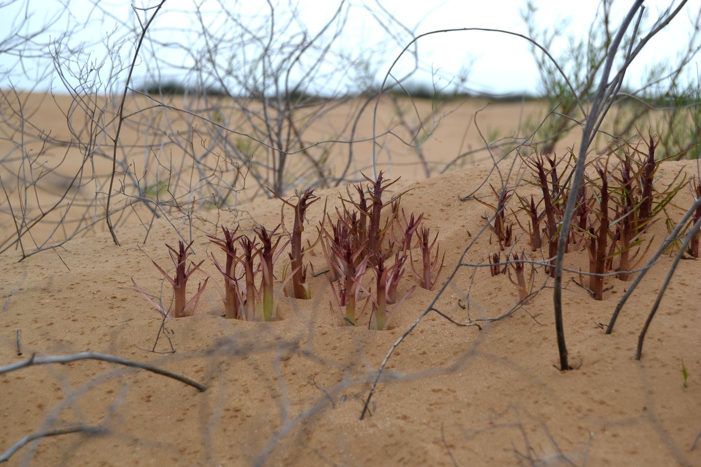 Изображение особи Chondrilla ambigua.