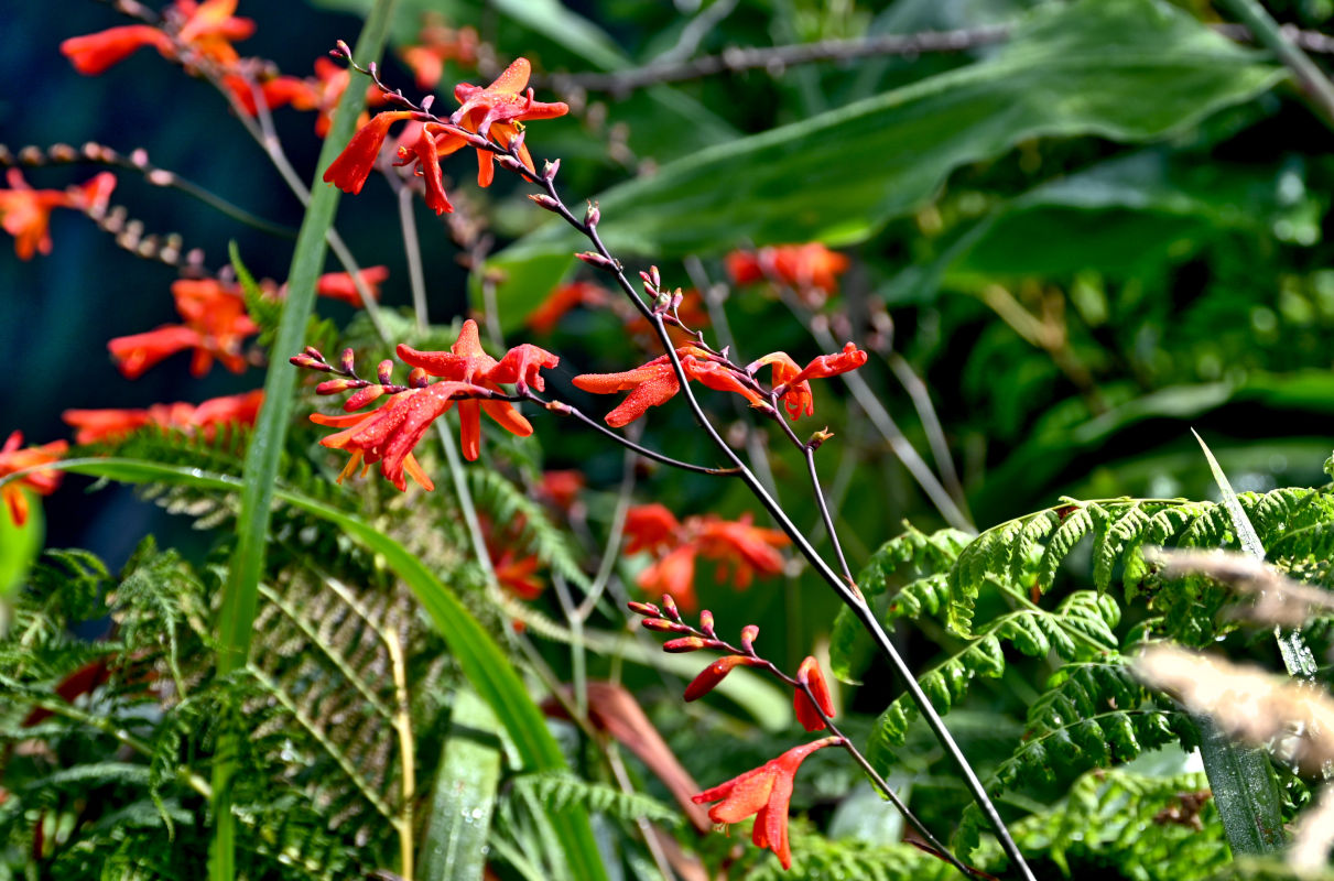 Изображение особи Crocosmia × crocosmiiflora.