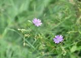 род Geranium. Цветки и бутоны. Грузия, край Самцхе-Джавахети, ок. крепости Тмогви, выс. 1370 м н.у.м., луг. 6 июня 2026 г.