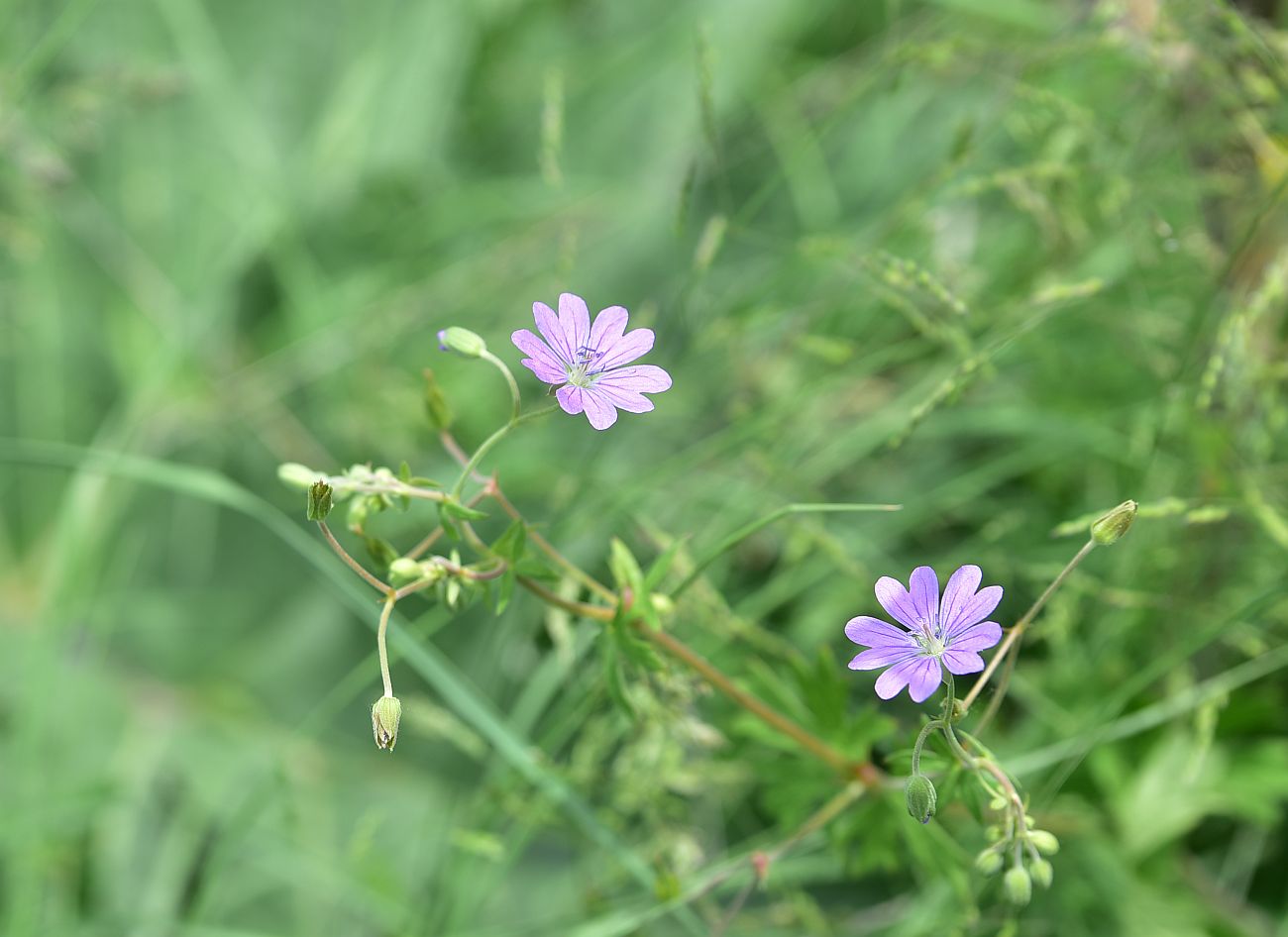 Изображение особи род Geranium.