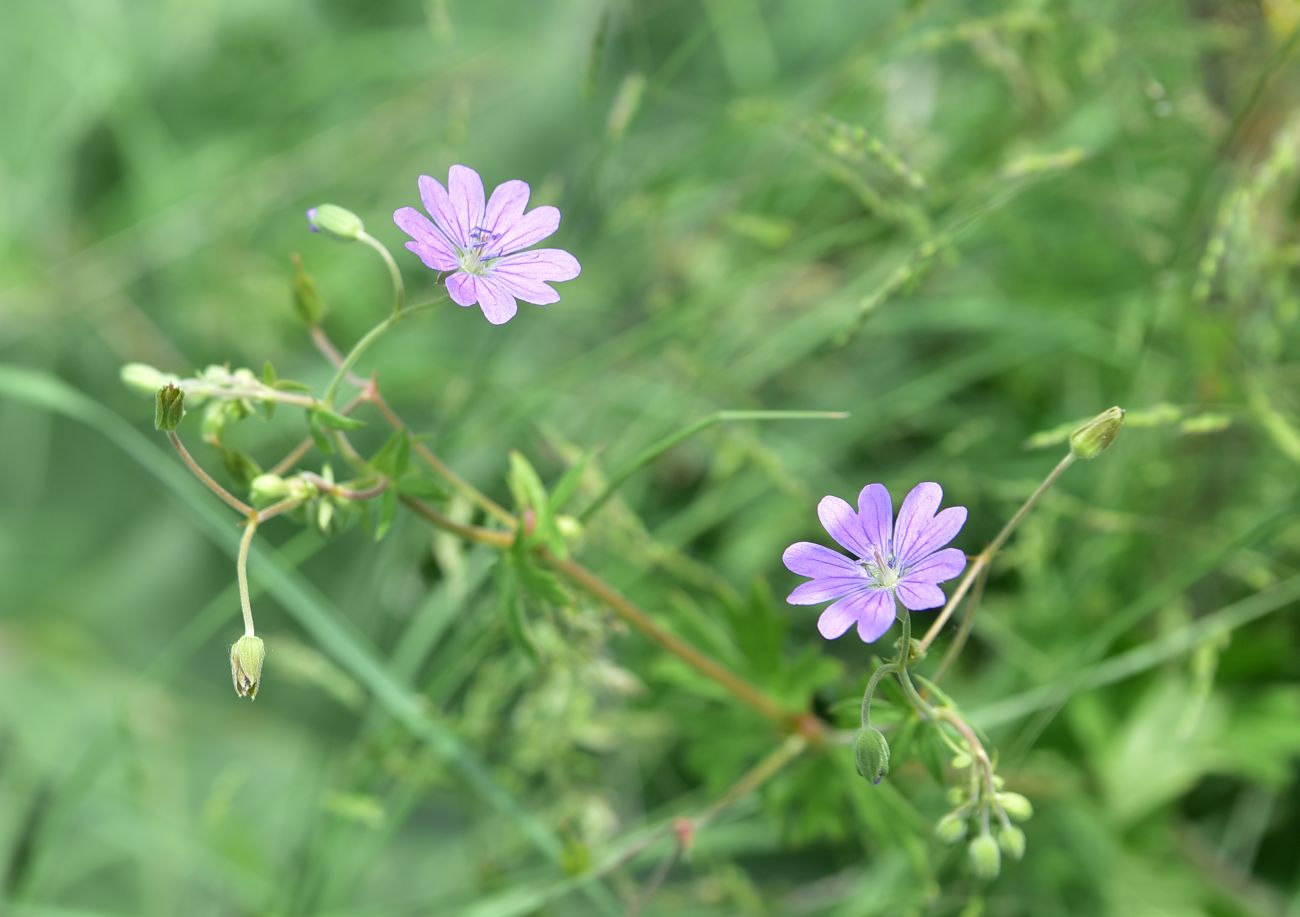 Изображение особи род Geranium.