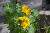 Chelidonium majus. Верхушка цветущего растения. Казахстан, Восточно-Казахстанская обл., окр. с. Кожохово, на приусадебном участке. 04.05.2026.