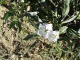 Convolvulus lineatus. Цветущее растение. Грузия, край Самцхе-Джавахети, Ахалцихский муниципалитет, 700 м от окр. с. Гуркели, левый борт р. Цинубанисцкали, выс. 1060 м н.у.м., горная степь. 8 июня 2026 г.